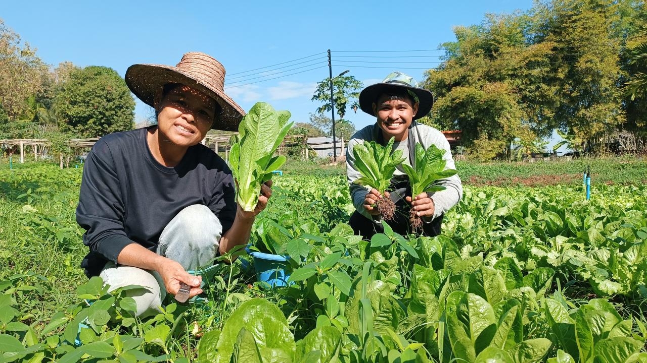 หนุ่มโคราชปลูกผักสลัดปลอดสาร รอตัดขายช่วงปีใหม่ ทำรายได้ดีออเดอร์วันละ 3 พัน