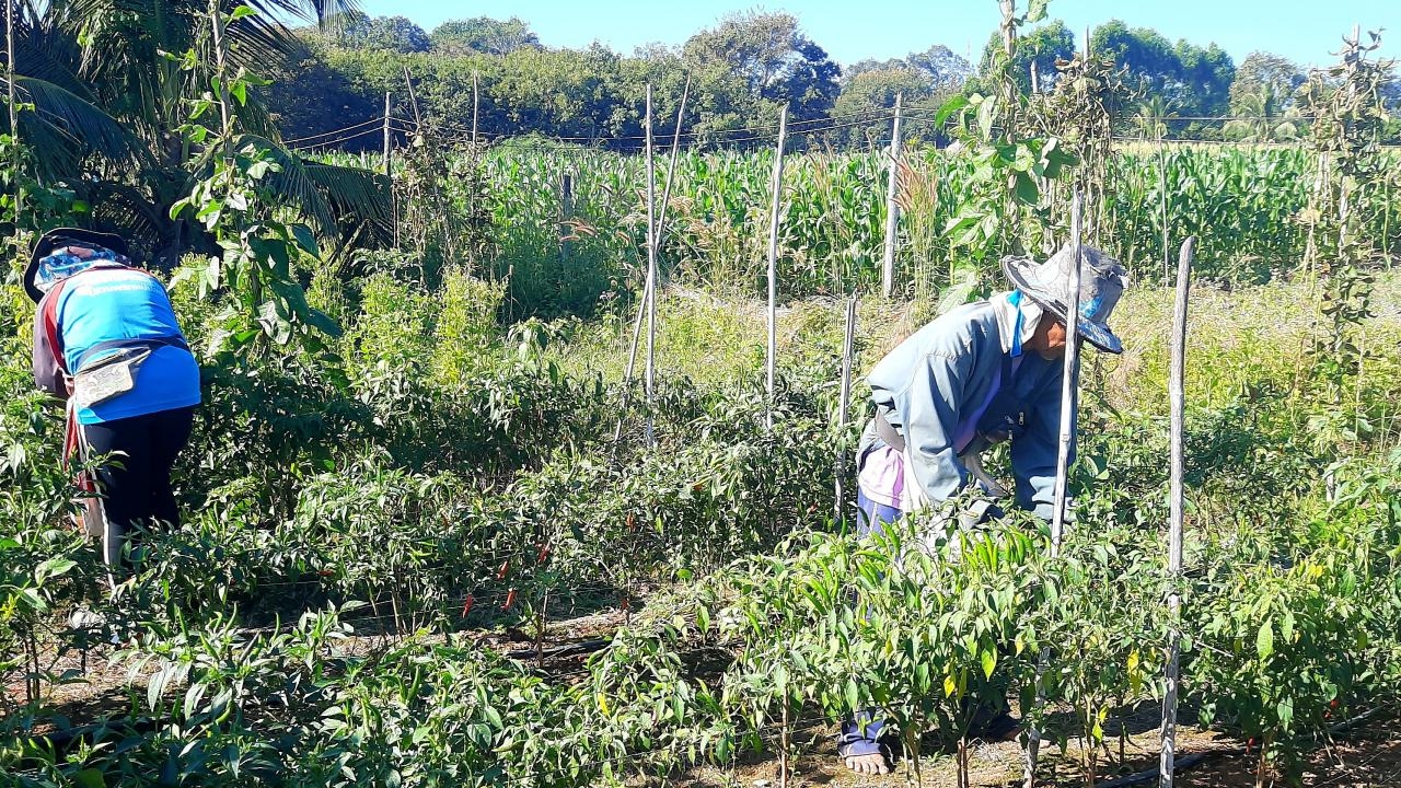 ชาวสวนหนองคาย ยิ้มรับปีใหม่ 67 พริกซุปเปอร์ฮอต ขายได้ราคาดี กก.ละ 80 บาท