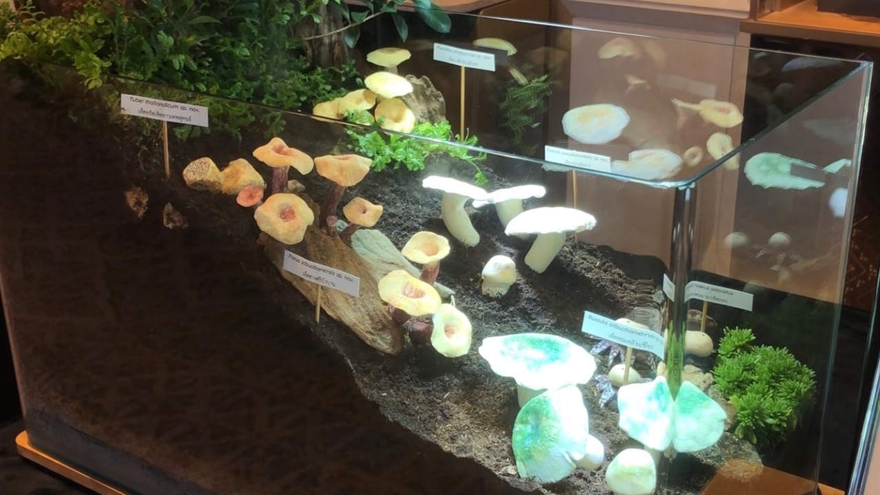 สุดเจ๋ง ทีมนักวิจัย ม.เชียงใหม่ พบเห็ด 2 ชนิดใหม่ของโลก กินได้ มีกลิ่นหอมเฉพาะ