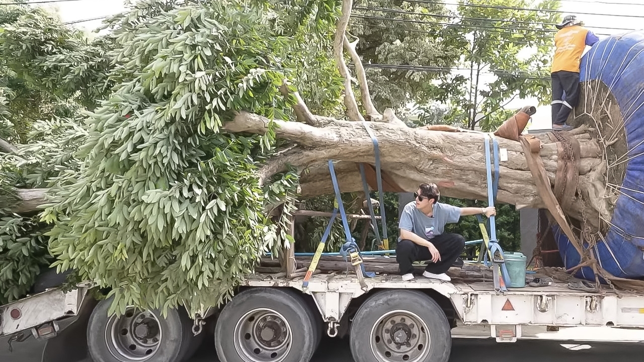 นาย ณภัทร ลงต้นไม้ที่บ้านหลังใหม่ ตะลึง ต้นใหญ่อลังการ อายุ 800 ปี