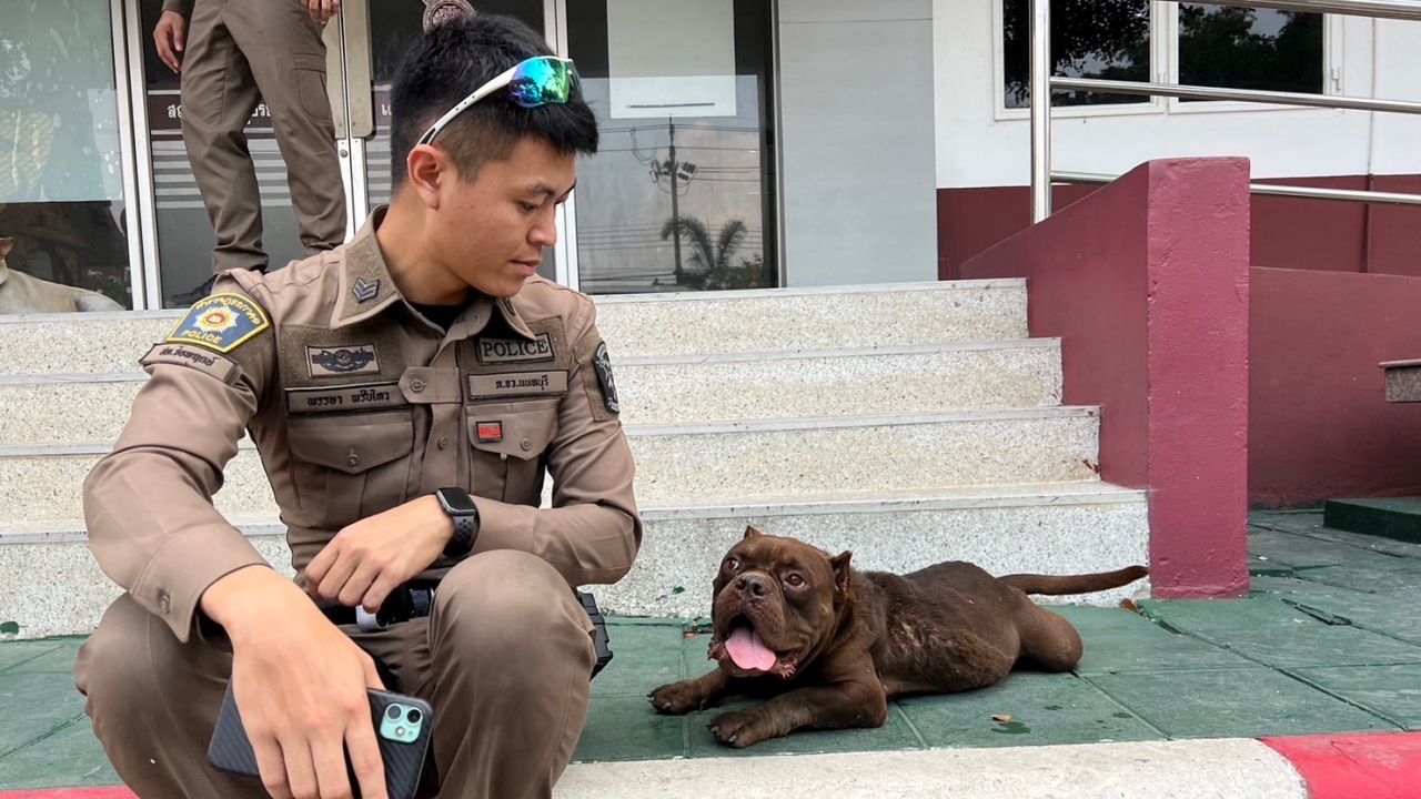 เจ้าของเก่ามารับแล้ว หลังตำรวจช่วยเลี้ยง 2 ลูกสุนัข เดินหลงอยู่หน้าบ้านคนอื่น