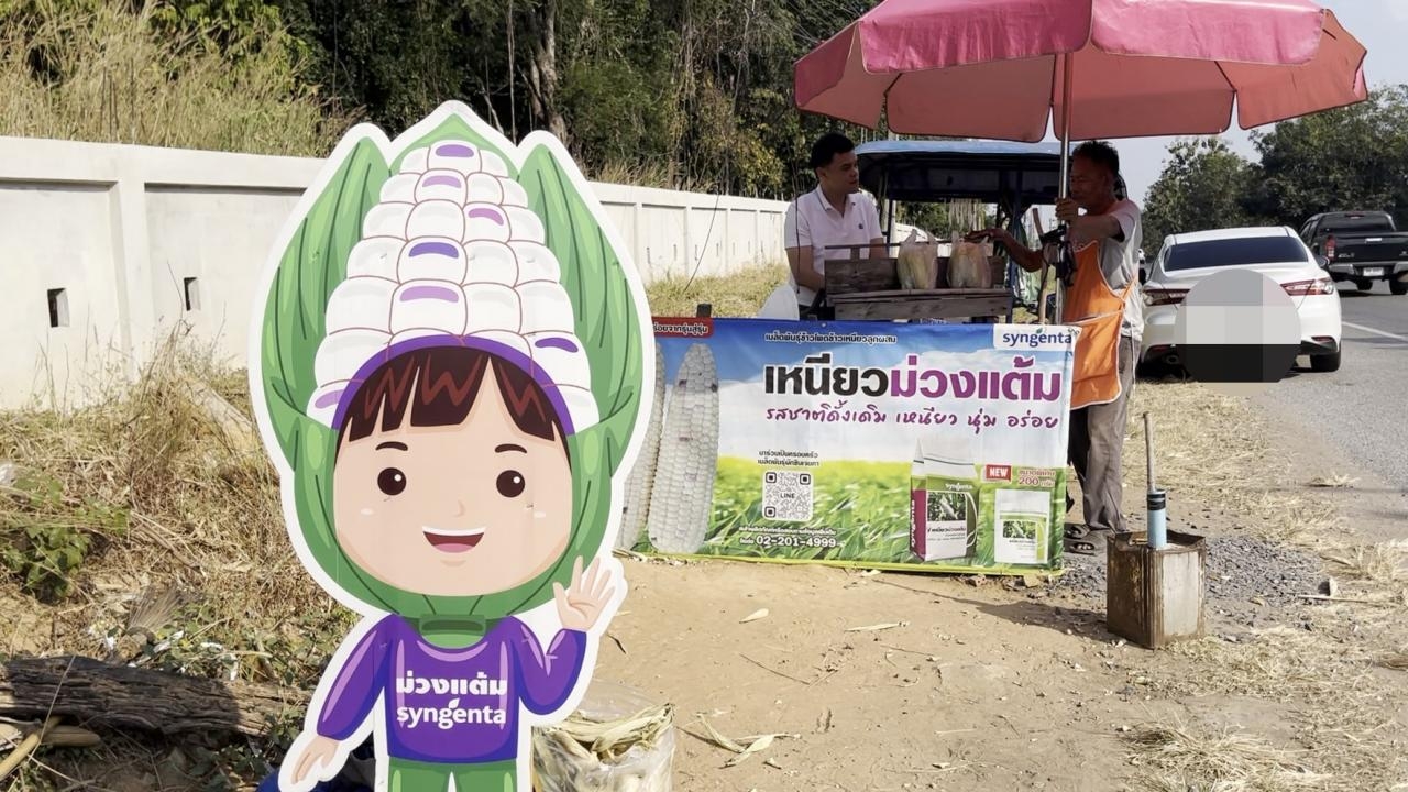 ข้าวโพดข้าวเหนียวขอนแก่น ขาดตลาดเหตุดินแฉะทำรากเน่า เร่งปลูกใหม่คาดทันขายปีใหม่