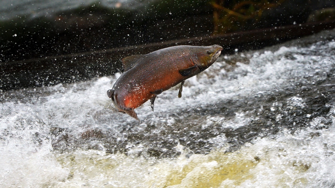 IUCN เผย “บัญชีแดง” ฉบับใหม่ ชี้สัตว์ 44,000 ชนิดกำลังเสี่ยงสูญพันธุ์