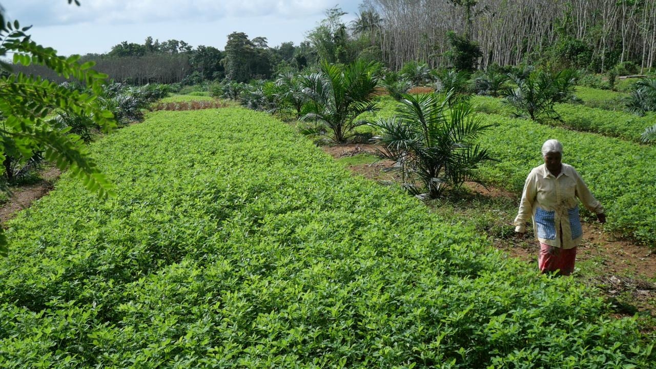 เกษตรกรตรังปลูกถั่วแซมสวนปาล์ม ทำรายได้ตกปีละกว่าแสนบาท ขายดีจนผลผลิตไม่พอ