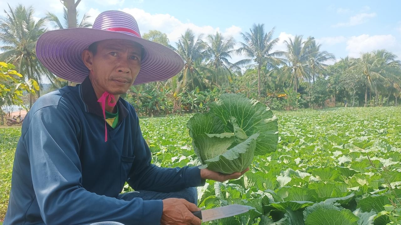 ท่องเที่ยวเชิงเกษตรที่โคราช เดินเที่ยวสวนกะหล่ำปลีภูทับลาน รับประกันความสดใหม่