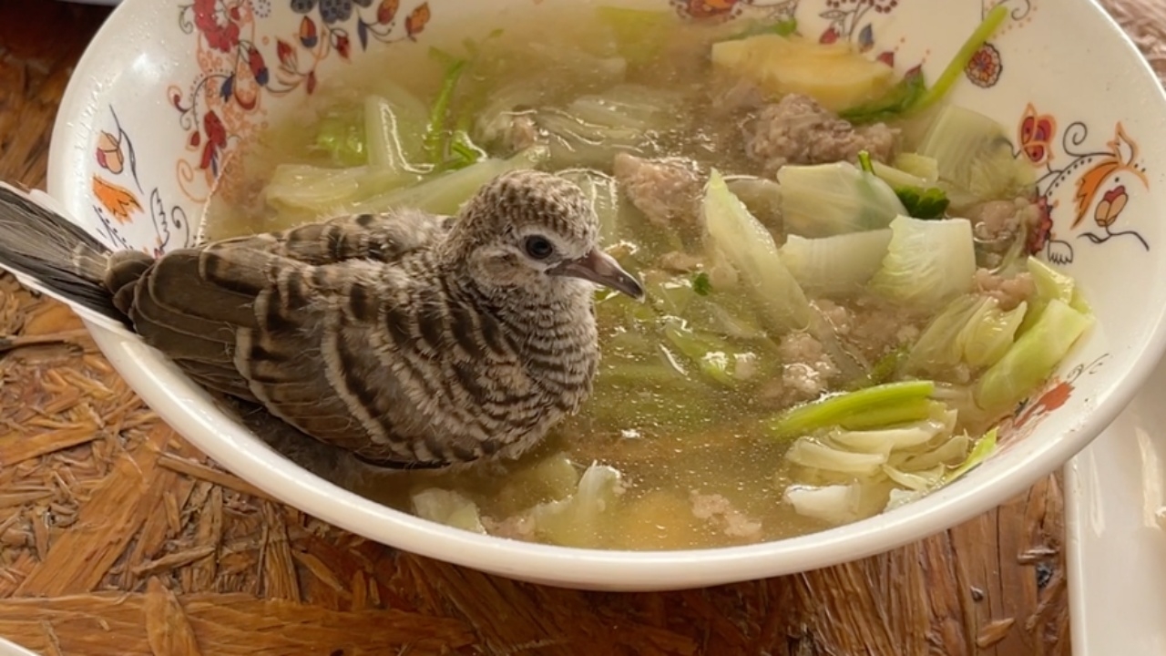 น้องมาจากไหน บินมาแช่ตัวในชามแกงจืดแบบสบายใจ นักเสี่ยงโชคไม่พลาดตีเลขเด็ด