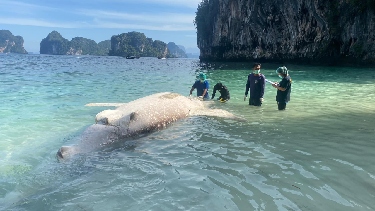 เผยผลชันสูตรซาก "ฉลามวาฬเกยตื้น" ทะเลกระบี่ คาดถูกใบพัดเรือฟัน มีถุงดำในท้อง