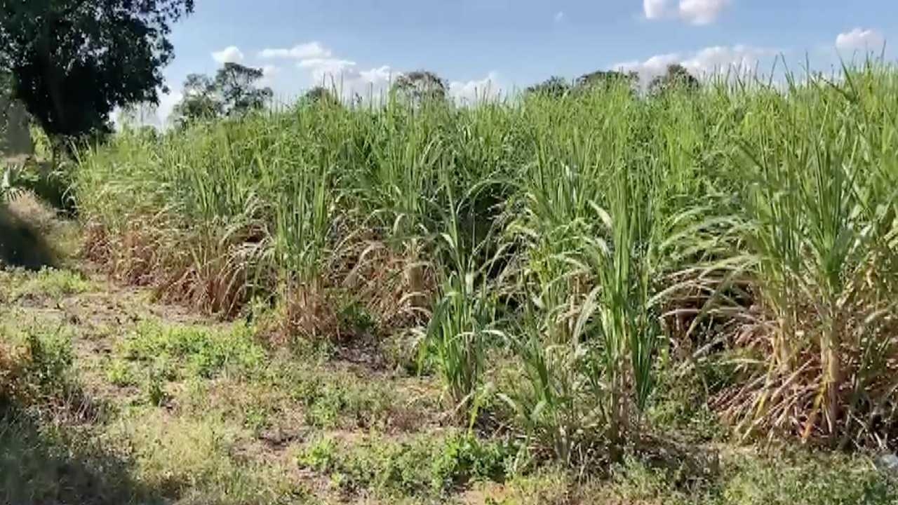 ชาวไร่อ้อยพิมายเฮ ครม.อนุมัติเงินชดเชยตัดอ้อยสด 8 พันล้าน หวังมีโครงการนี้ทุกปี