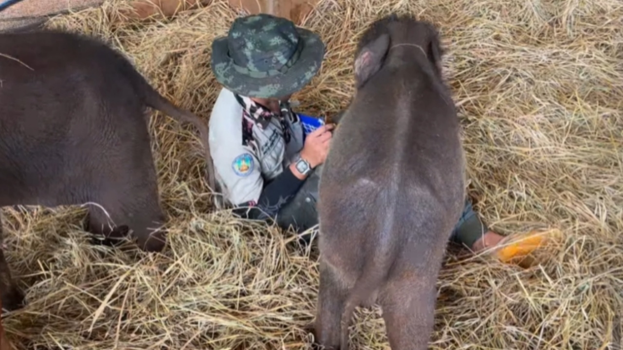 เอ็นดูไม่ไหว ลูกช้างตัวป่วน "กันยา-ธาริน" กวนเจ้าหน้าที่ จนเขียนรายงานไม่เสร็จ