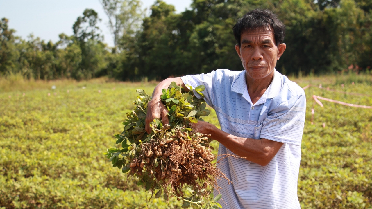 ก.เกษตรฯ ผลักดันถั่วลิสงพันธุ์ “เกษตรศาสตร์ สวก.1” เพิ่มผลผลิตดี ลดการนำเข้า