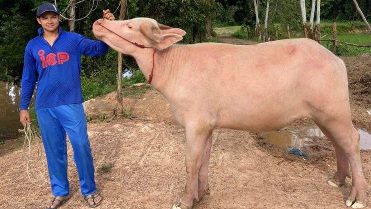 ตัส ชนะชัย ตามหา "น้องมหาเฮง" ควายเผือกหายไป ลั่นมอบ 1 หมื่นแก่คนให้เบาะแส