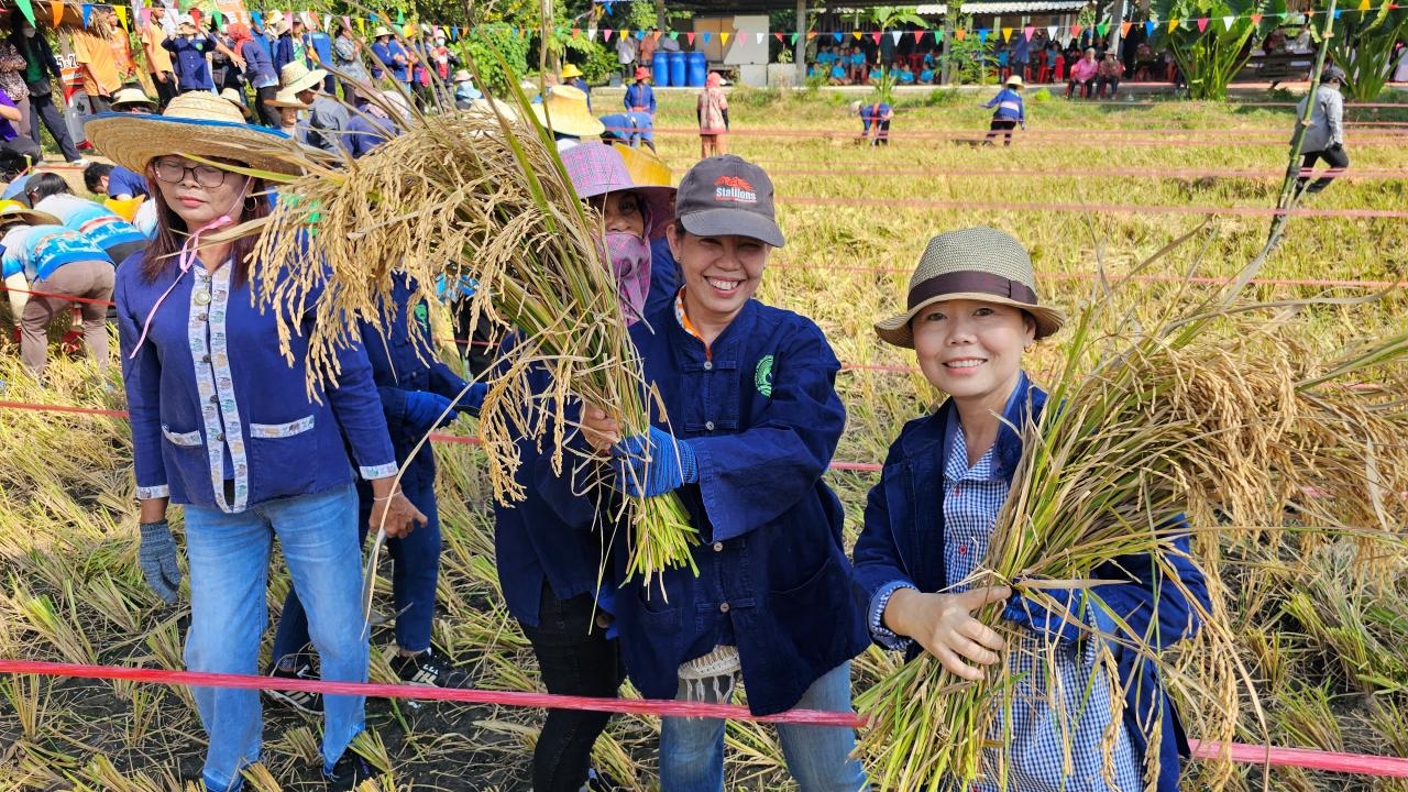 ศูนย์ฯ โคกหนองนา ต.กรับใหญ่ จัดกิจกรรมฟื้นวิถีชาวนา ร่วม "ลงแขกเกี่ยวข้าว เผาปลา"