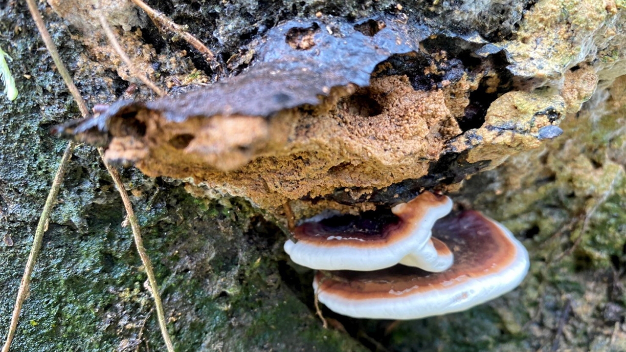 ภาคใต้ฝนตกอากาศชื้น ระวังต้นปาล์มน้ำมันเน่า