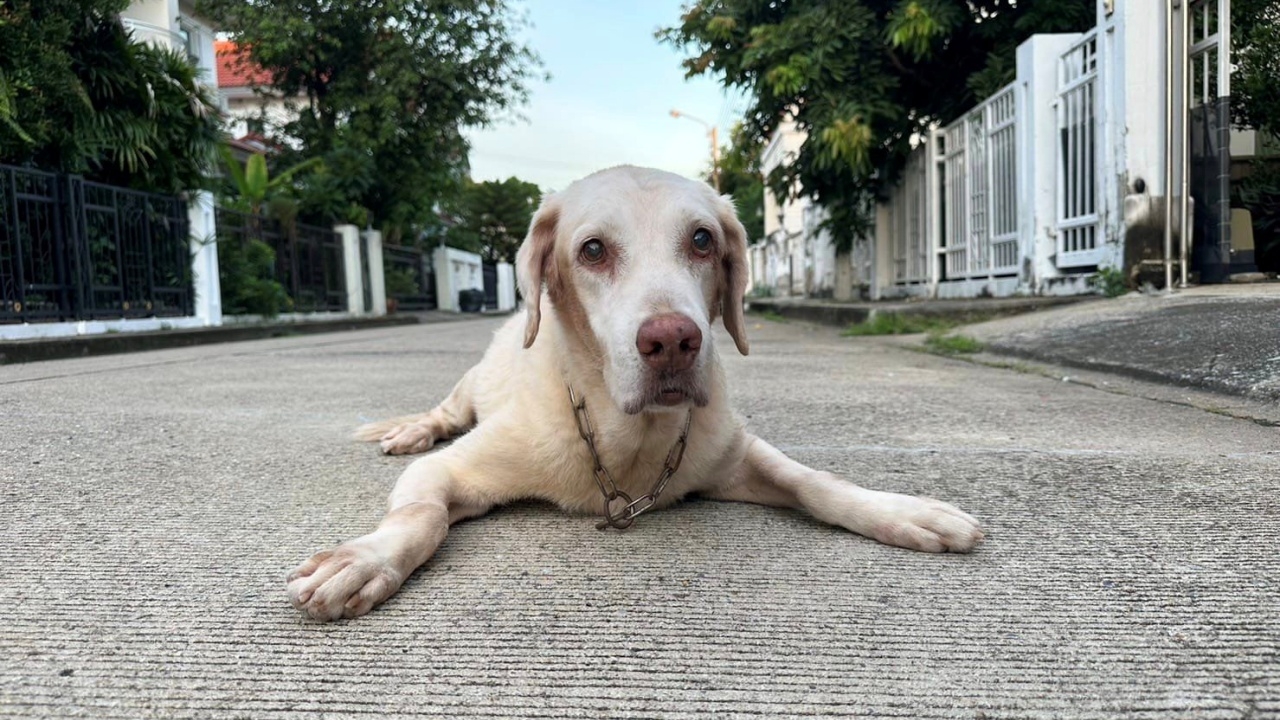 เจ้าของเป็นห่วงมาก ตามหา "แซม" สุนัขตาบอด ป่วยโรคไต หลังหายออกไปจากบ้าน