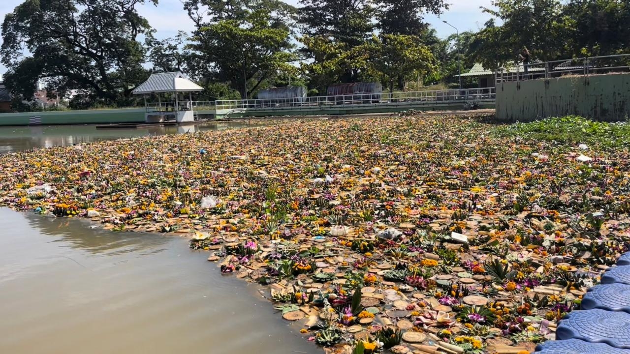 ชลประทานเชียงใหม่ดักซากกระทงแม่น้ำปิง คาด 2 คืนราว 40 ตัน จ่อคิกออฟเก็บ 1 ธ.ค.