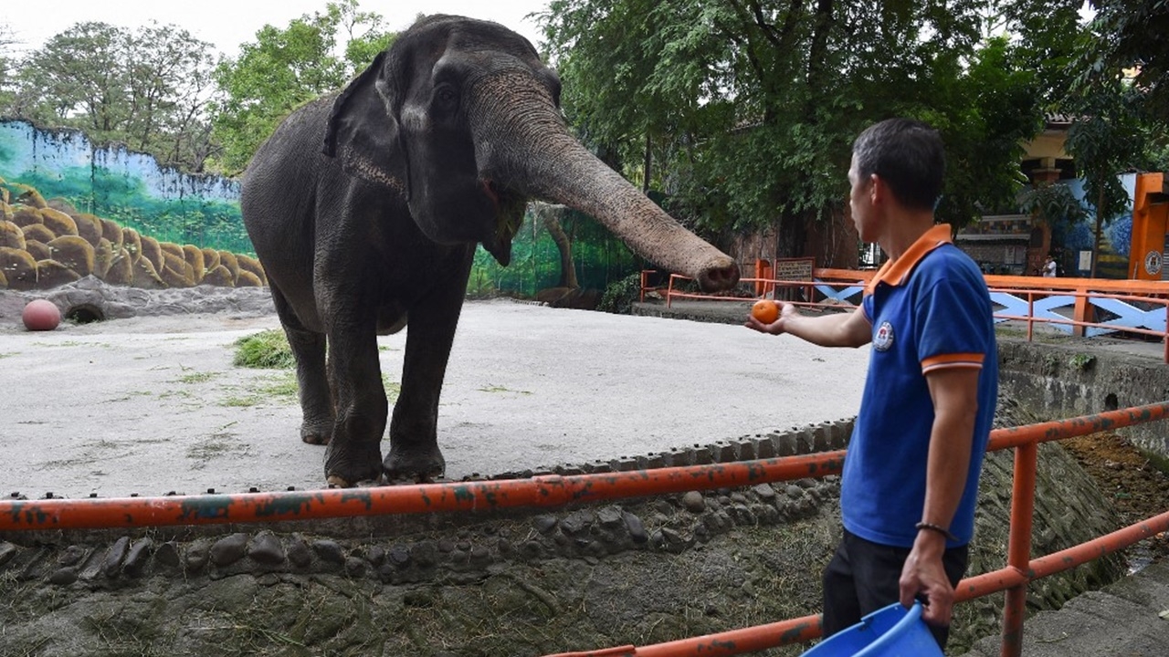 พังมาลี ช้างที่เศร้าที่สุดในโลก ในสวนสัตว์มะนิลา ตายแล้ว