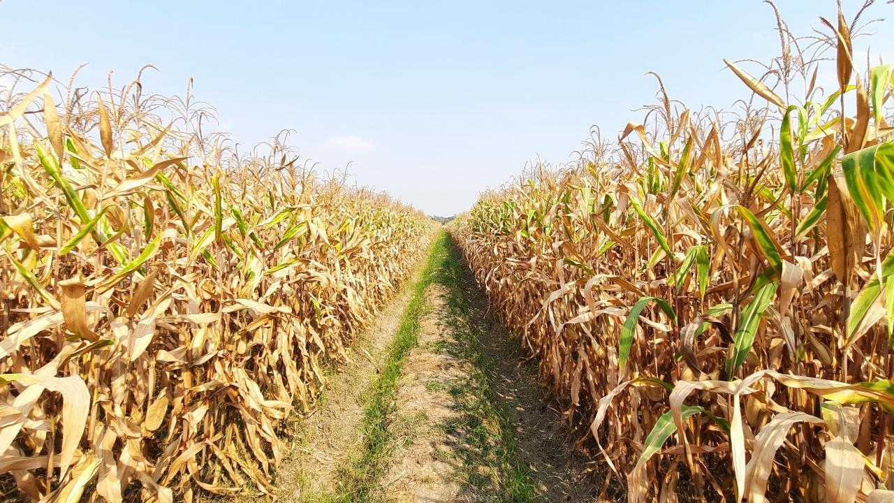 มาแล้ว แผนการเพาะปลูกพืชฤดูแล้ง ปี 2566/67 แนะปลูกพืชใช้น้ำน้อยแทนข้าวนาปรัง