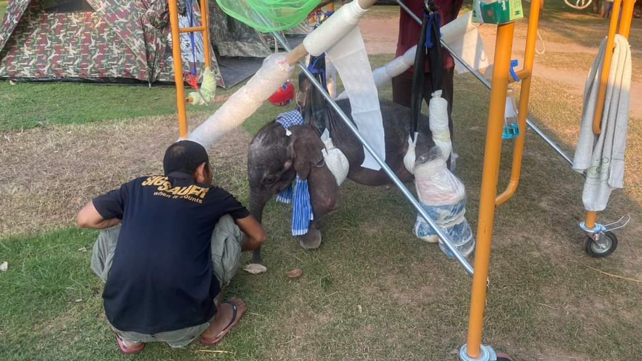 อัปเดตอาการ "น้องเดือน" ยังท้องอืดท้องเสีย ทีมสัตวแพทย์ดูแลใกล้ชิด