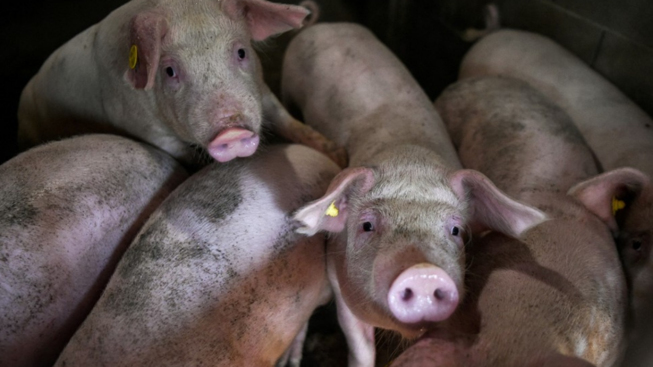 สหราชอาณาจักรยืนยัน พบผู้ป่วยไข้หวัดหมูสายพันธุ์ใหม่รายแรกของประเทศ