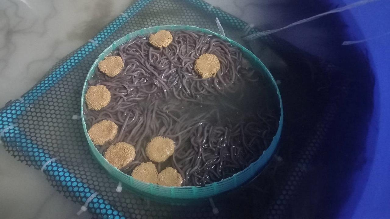 ผู้เพาะปลาไหลนา ร้องกรมประมงสอบการนำเข้าลูกปลานอก เกรงแพร่โรคหลังตายไปอื้อ