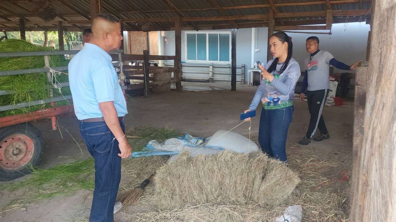 มทภ.2 จ่อนำแนวทางขยายพันธุ์หญ้าเลี้ยงโค อดีตพยาบาล ปรับใช้ในหน่วยทหาร