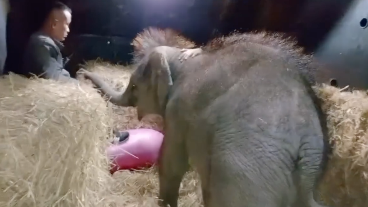 ย้าย "พังมีนา" ไปอนุบาลที่สถาบันคชบาลแห่งชาติ พร้อมกำหนด 6 แนวทางการดูแล