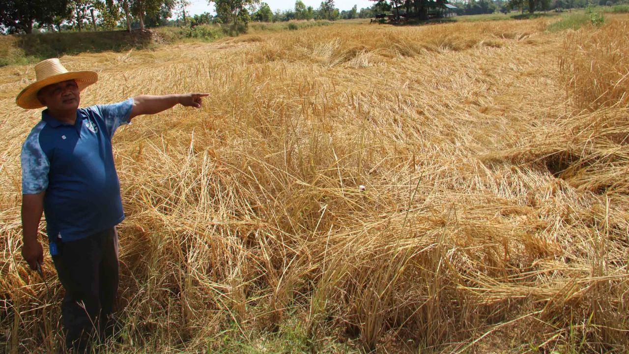 ชาวนากาฬสินธุ์โอด รถเกี่ยวไม่รับงานแม้ค่าจ้างพุ่ง 1,200 ต่อไร่ จนข้าวแห้งรวงหัก