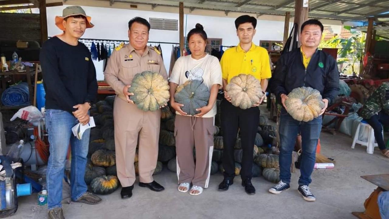 เกษตรพะเยาหนุนชาวสวนที่ภูกามยาว ปลูกฟักทองคุณภาพดีขาย ได้ราคารับซื้อที่พอใจ
