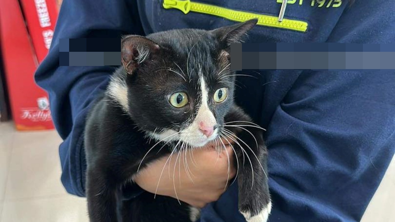 สะเทือนใจคนรักสัตว์ "ฟันโอ" แมวพันธุ์ผสม ถูกฉมวกยิงหัว เหล็กทะลุกะโหลก