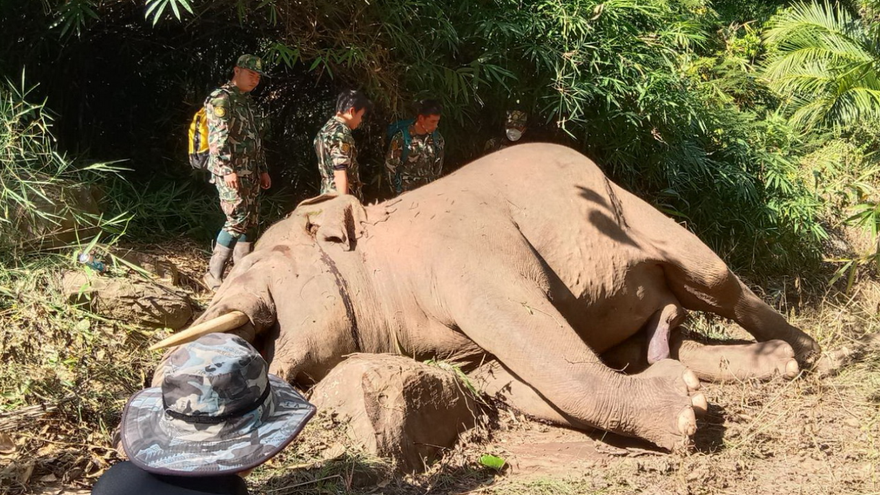 ช้างป่าภูหลวง ตายกลางสวนปาล์ม สภาพเริ่มเน่า พบหูซ้ายมีแผลคล้ายถูกยิง