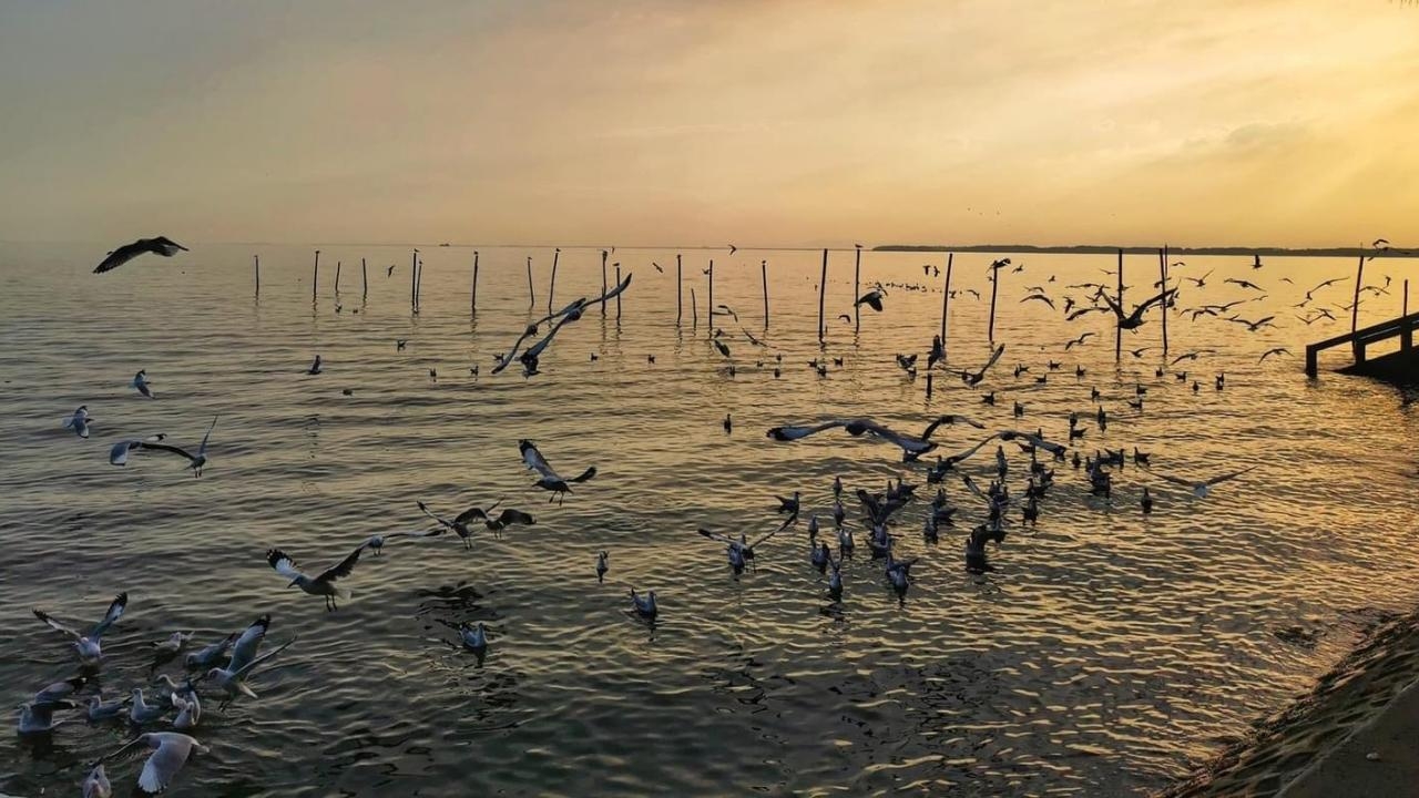 ชวนเที่ยวถ่ายรูป เซลฟี่กับฝูงนางนวลอพยพ ที่ดอนหอยหลอด แนะเวลาดีมาหลังบ่าย 3