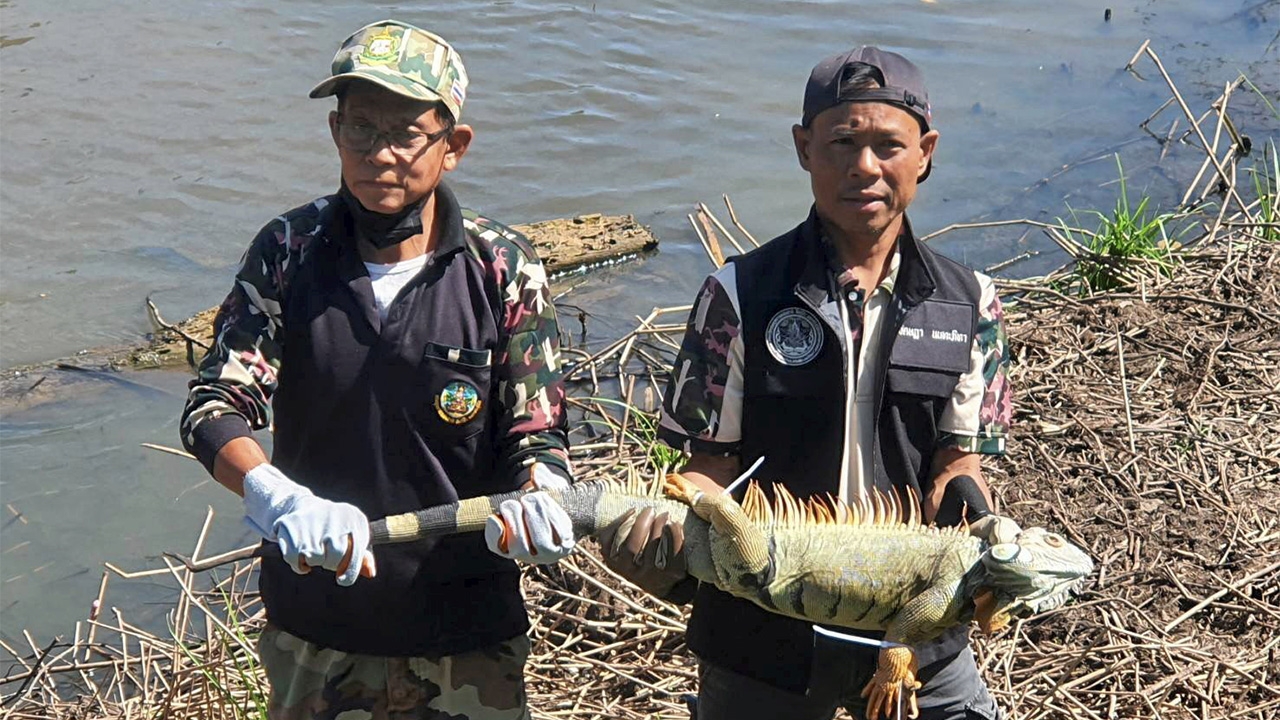กรมอุทยานฯล้อมคอก งดนำเข้าอิกัวน่า เอเลียนสปีชีส์ หลังพบทั่วประเทศ คุก 10 ปี