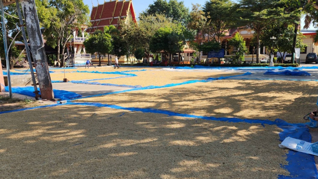 วัดที่บ้านห้วยโจด เปิดลานให้ชาวนาผลัดกันตากข้าว ไม่ต้องเสี่ยงรถชน ถูกโจรขโมย