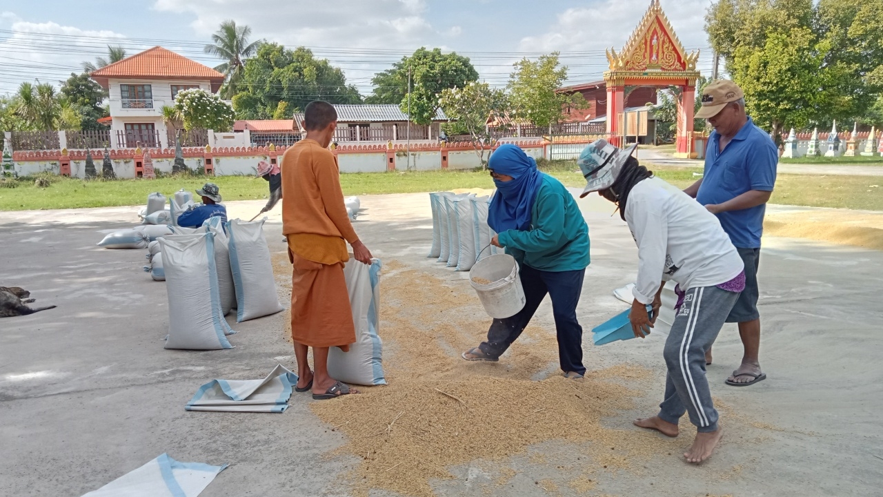 เจ้าอาวาสวัดที่มุกดาหาร เปิดลานให้ชาวนาตากข้าว ย้ำวัดและชุมชนต้องเกื้อกูลกัน