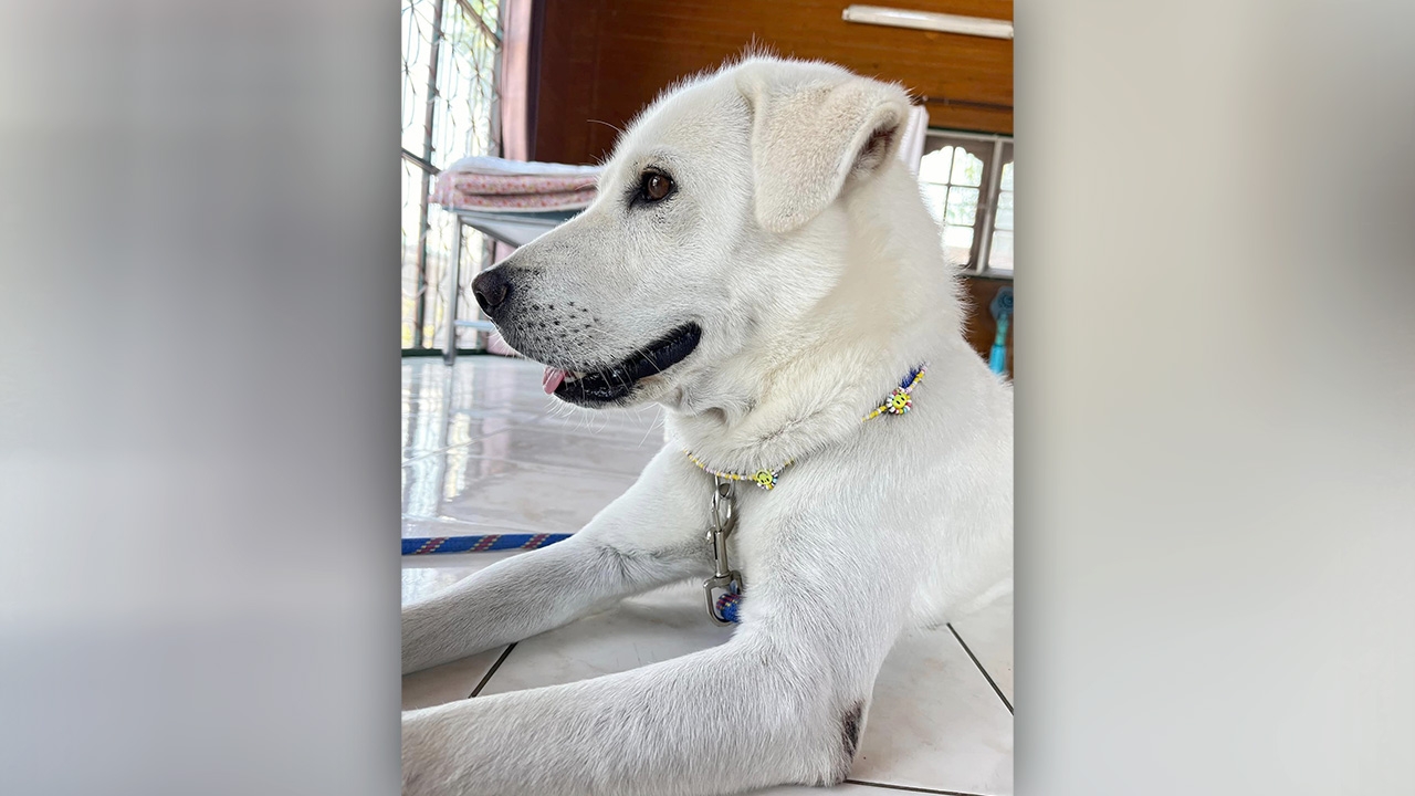 เจ้าของโล่งใจ คดีเพื่อนบ้านบุกมาตี "สุนัข" ที่ผูกไว้ ศาลสั่งคุมประพฤติ 2 ปี