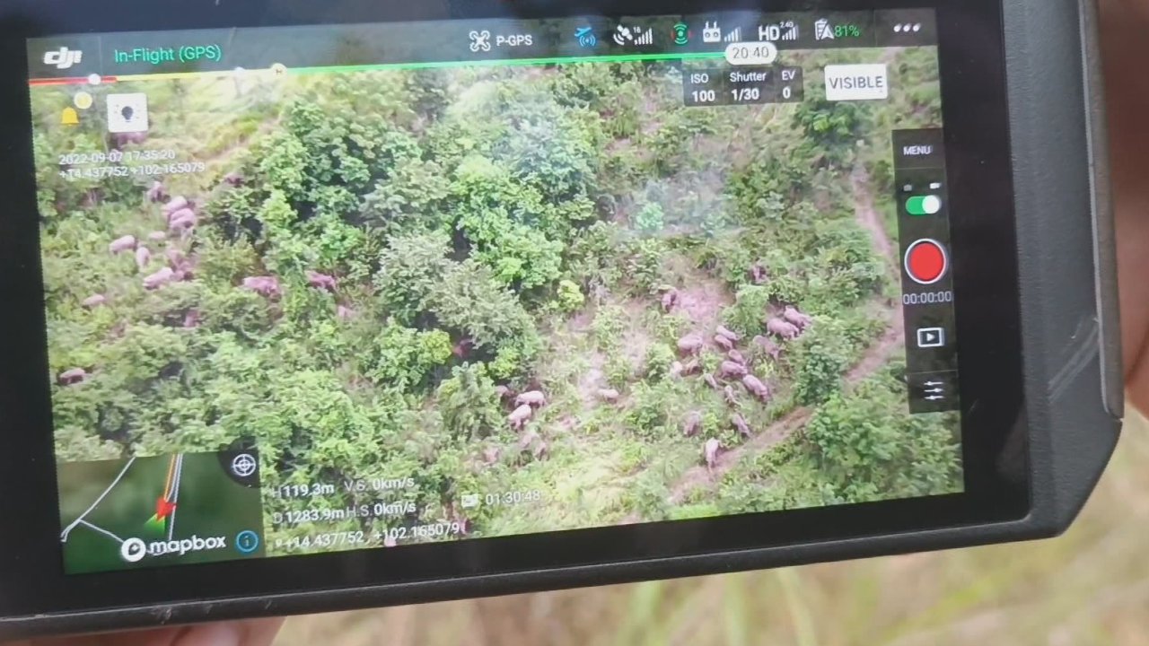 อุทยานแห่งชาติทับลาน เตรียมกักบริเวณดัดนิสัย "ช้างป่าเกเร" บุกกินพืชผลชาวบ้าน