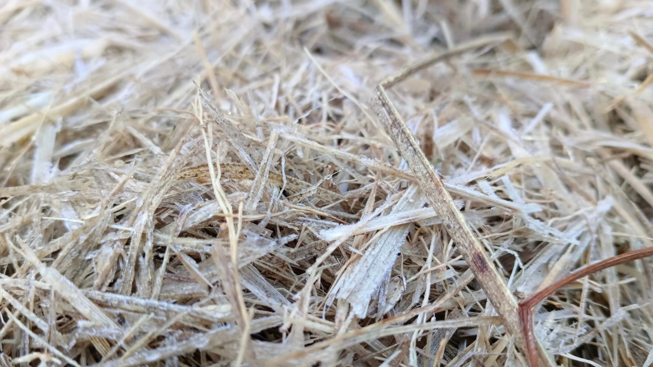 น่านเย็นสุดเหลือ 2 องศาฯ ที่ยอดดอยบ้านมณีพฤกษ์ เหมยขาบโผล่ให้เห็นแล้ว