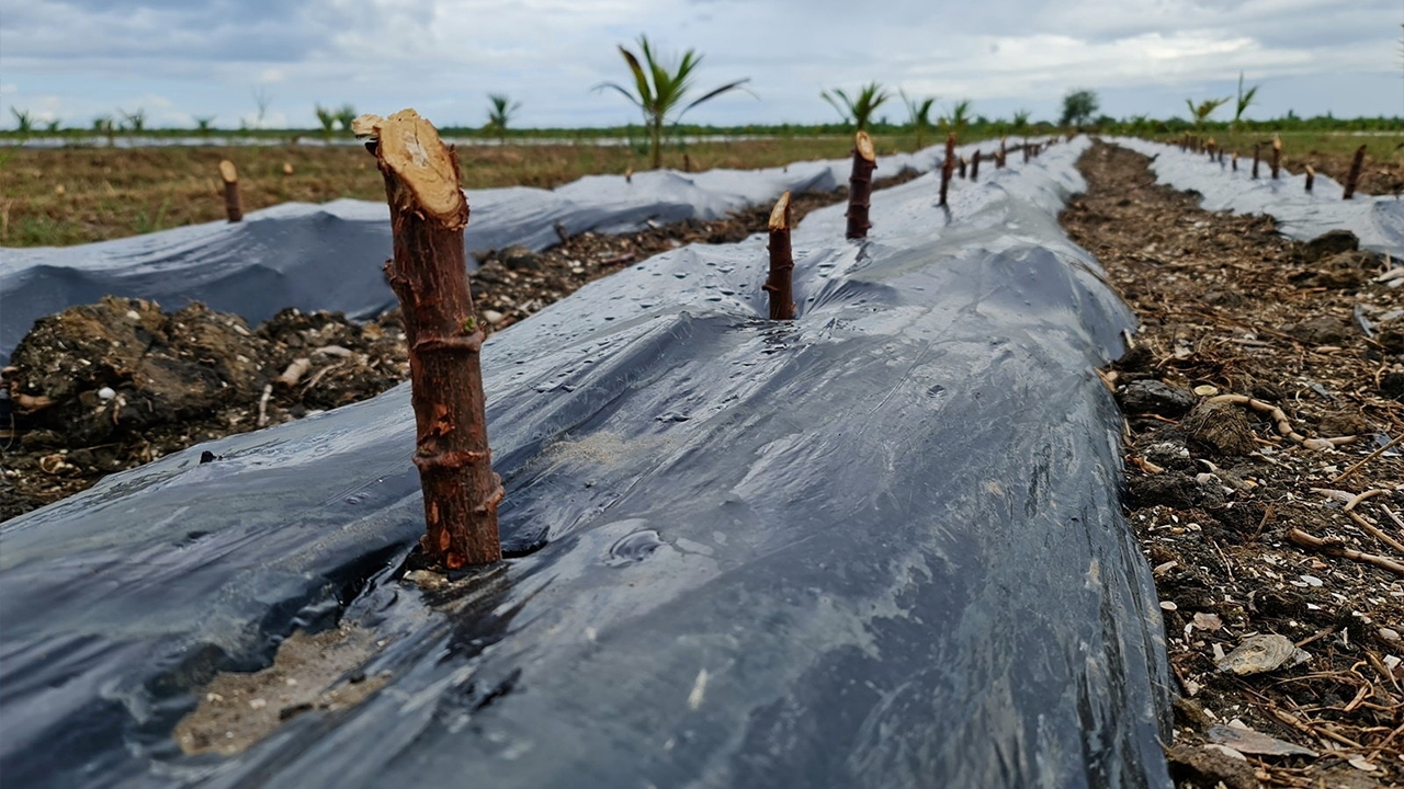 ไทยวาโมเดล (2)