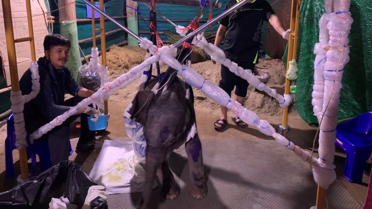 ความคืบหน้า การรักษา "พลายน้องเดือน" ยังต้องใช้อุปกรณ์ช่วยพยุงตลอดเวลา