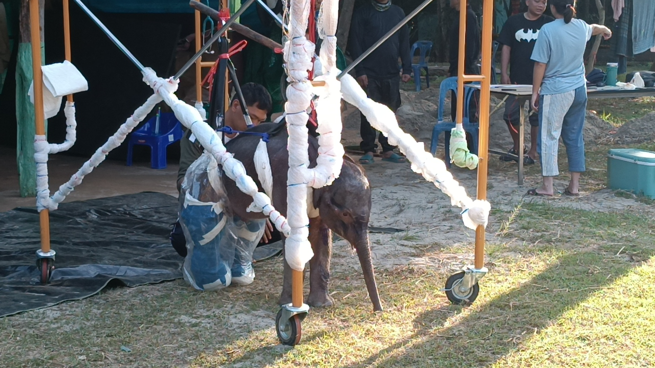 ใส่เฝือกสำเร็จ "น้องเดือน" ลูกช้างป่าพลัดหลง ทีมสัตวแพทย์ดูแลใกล้ชิด