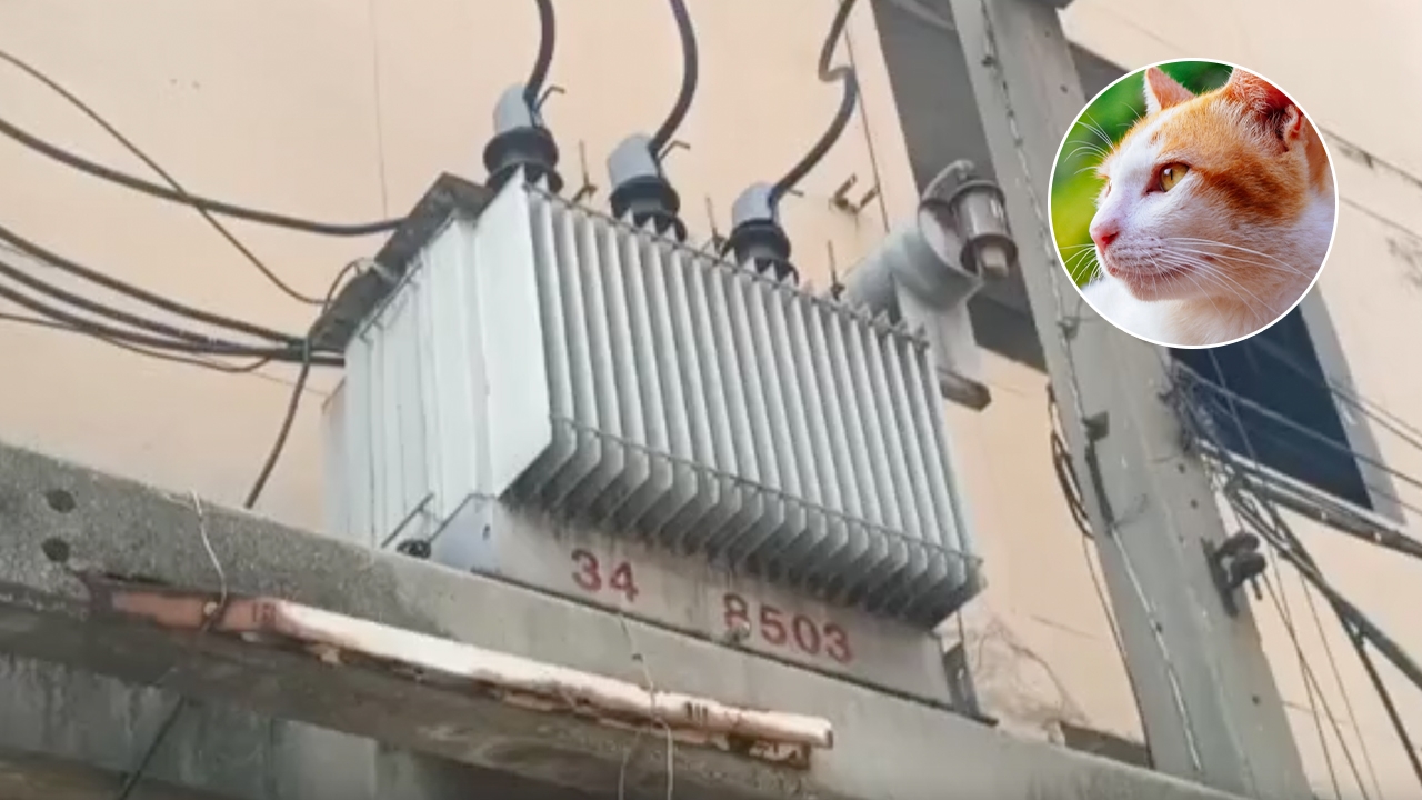 เสียชีวิตแล้ว หนุ่มโรงงานทาสแมว ปีนเสาไฟฟ้าช่วยแมวติดหม้อแปลง ญาติเศร้า