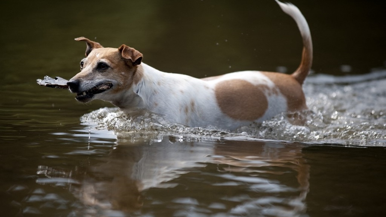 อึ้ง พบสุนัขรอดตาย อยู่เคียงข้างศพเจ้าของ หลังหายตัวบนเขา 10 สัปดาห์