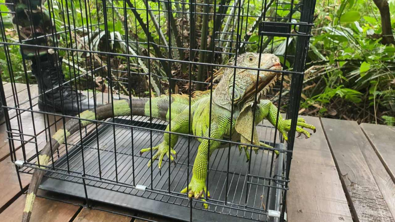 อีกัวน่า ยึดคำชะโนด พบทั้งพ่อ แม่ ลูก คาดแพร่พันธุ์ได้แล้ว 