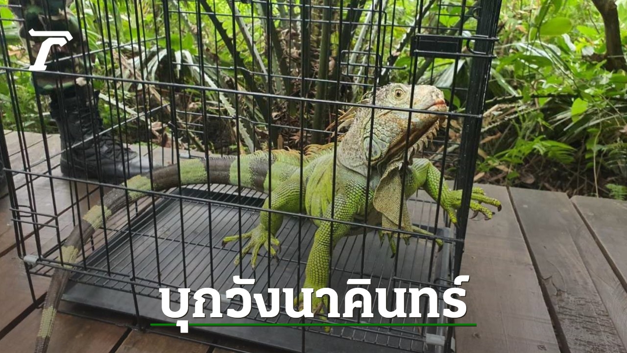 Iguana seized from Khamchanod, found both parents and cubs, expected to be able to breed.