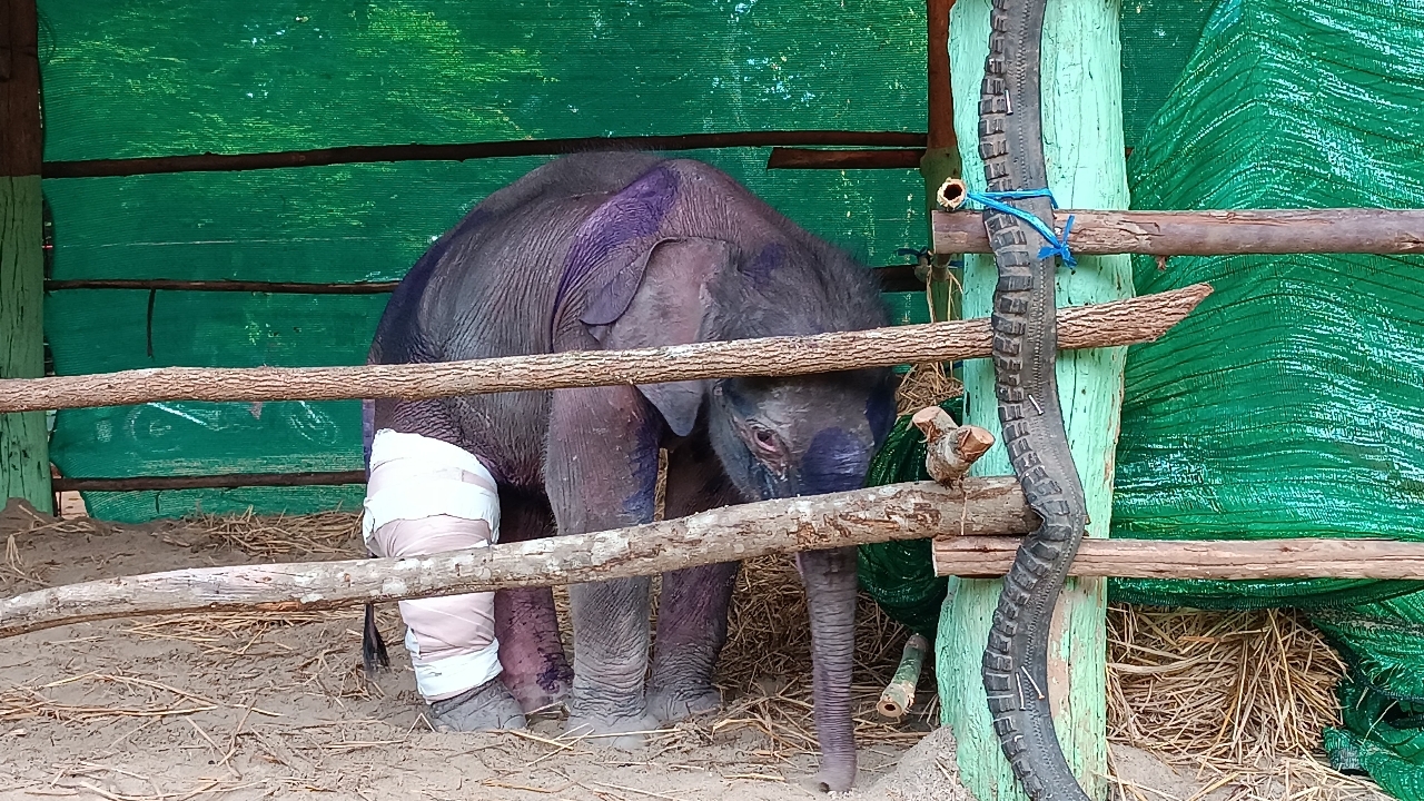 ทีมสัตวแพทย์ฯ เตรียมใส่เฝือกรักษา "น้องเดือน" ลูกช้างป่าพลัดหลง