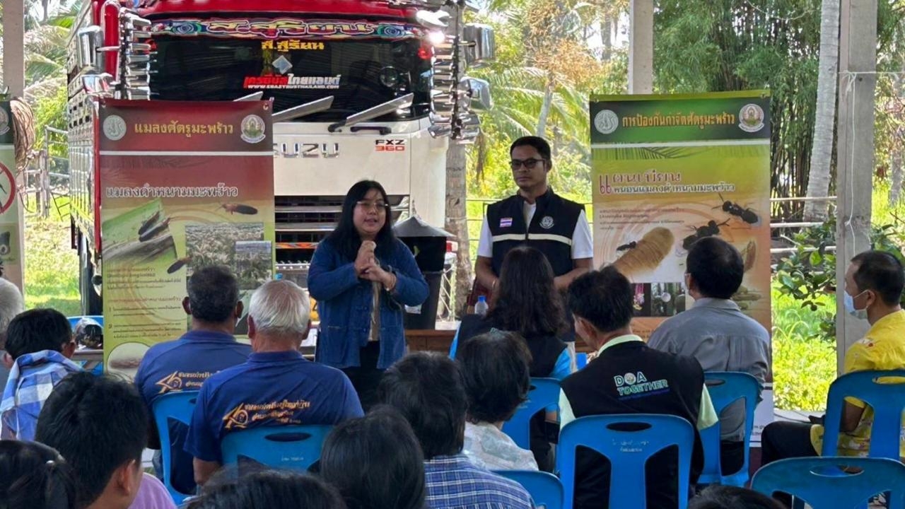 กรมวิชาการเกษตรสาธิตวิธีพิชิต 2 แมลงศัตรูมะพร้าว สร้างความมั่นใจเกษตรกรทับสะแก