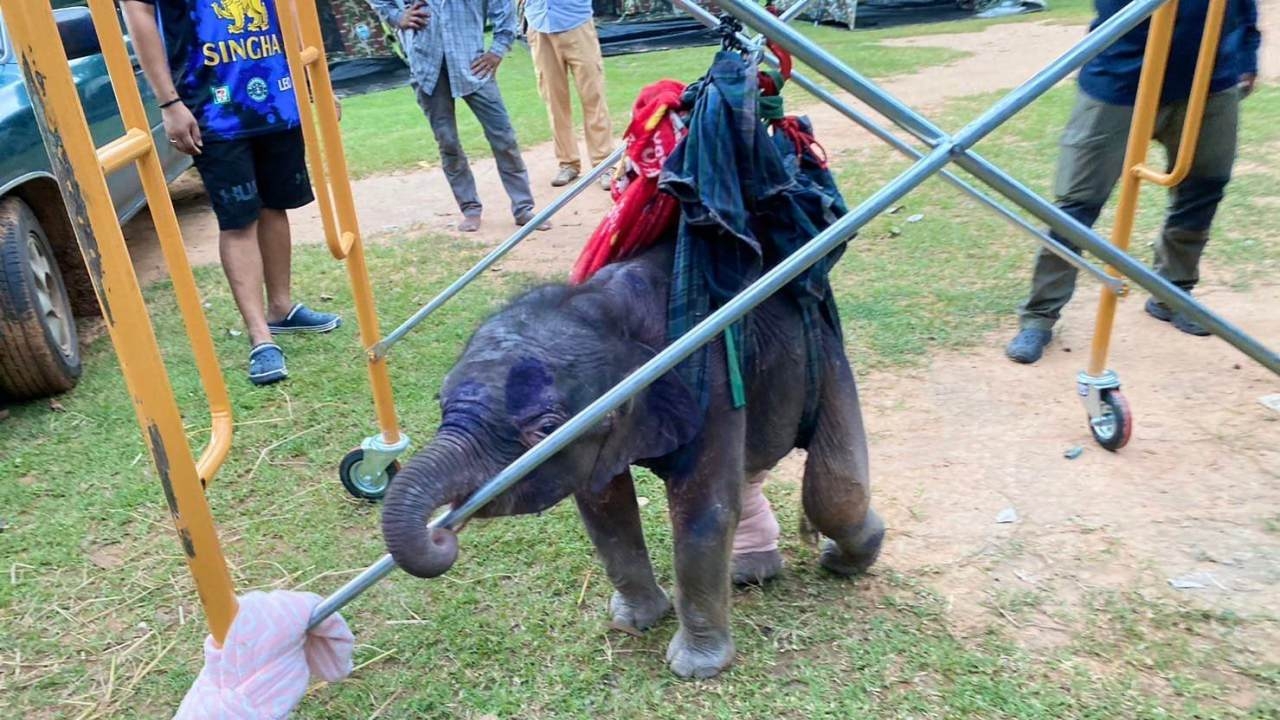 ทีมสัตวแพทย์ฯ ปรับแนวทางดูแล "พลายเดือน" ลูกช้างป่าพลัดหลง เตรียมใส่เฝือกรักษา