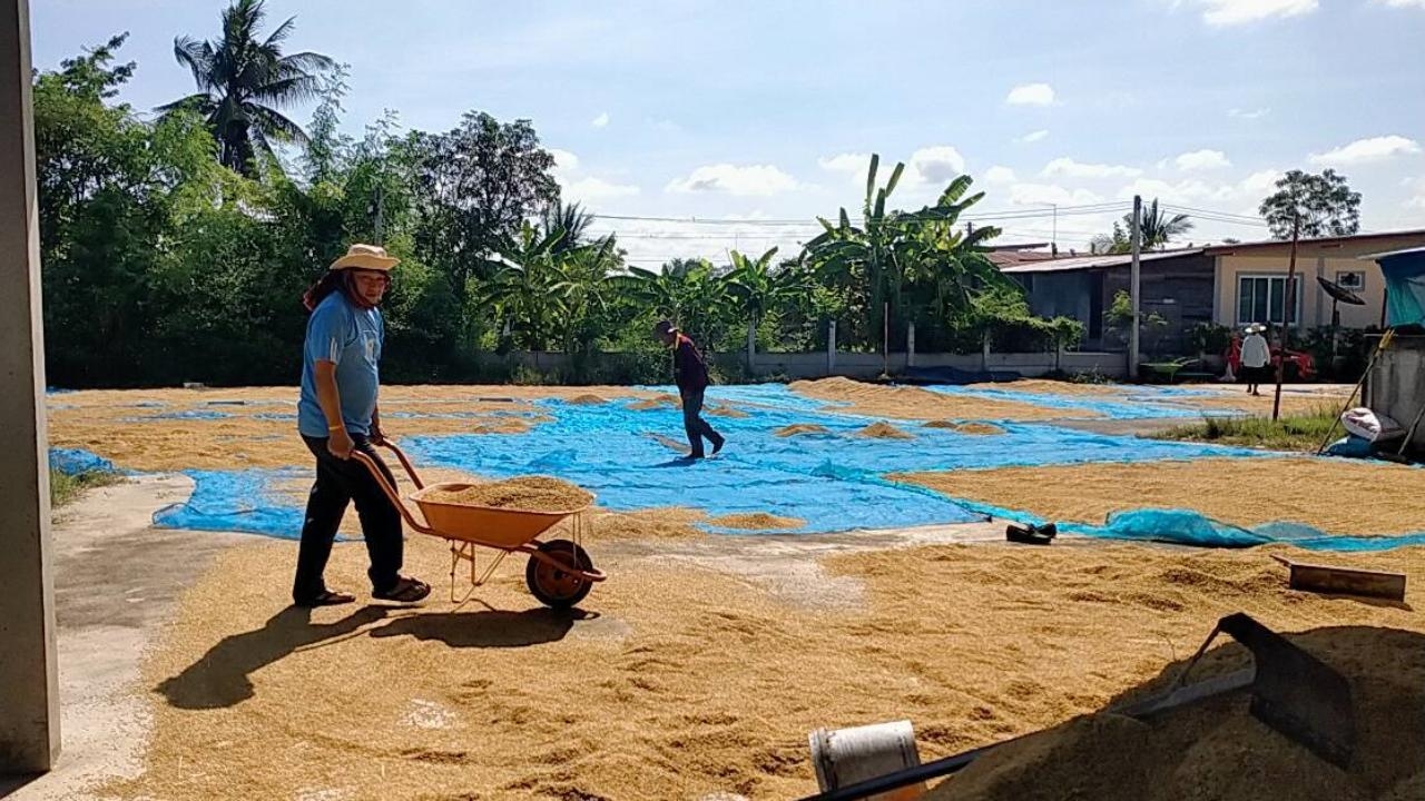 ชาวนาชัยภูมิเร่งเกี่ยวข้าวหลบฝนหลงฤดู แต่หาลานตากยาก รถเกี่ยวก็ขึ้นราคาอีก