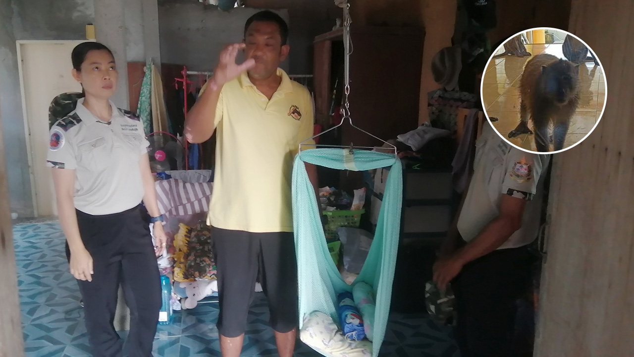 เด็ก 3 เดือนถูกฝูงลิงแสมกัด ทะลุกะโหลก ยังสาหัส ต้องนอนรักษา ICU 