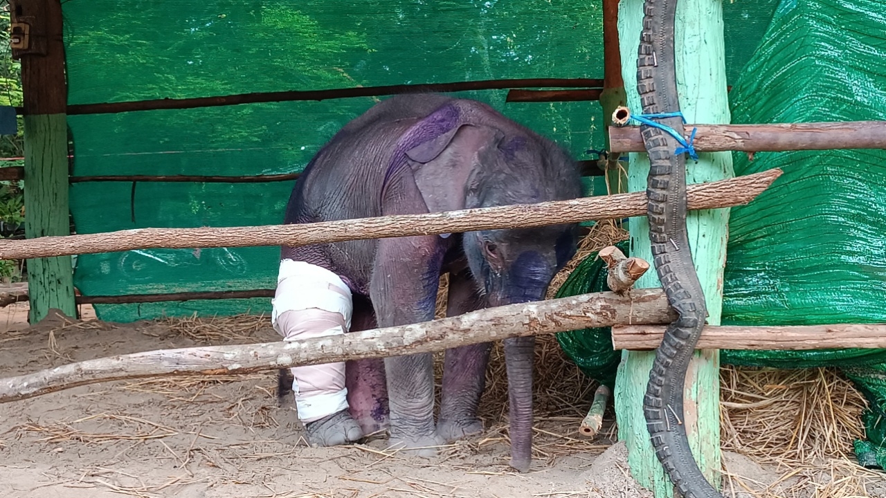 อัปเดตอาการ "ลูกช้างป่า" จนท. ปล่อยคลื่นแม่เหล็กไฟฟ้า ลดความเจ็บควบคู่กับยา